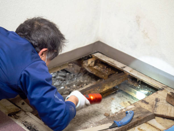 Best Local Mold Removal Service  in Colorado City, TX