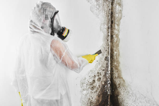 Best Fast Mold Removal  in Colorado City, TX