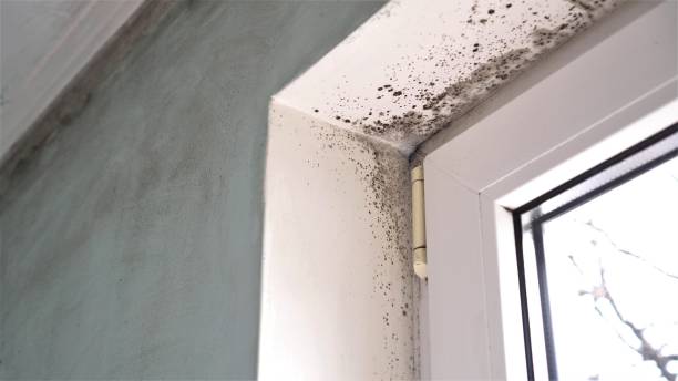 Best Mold Remediation Experts  in Colorado City, TX