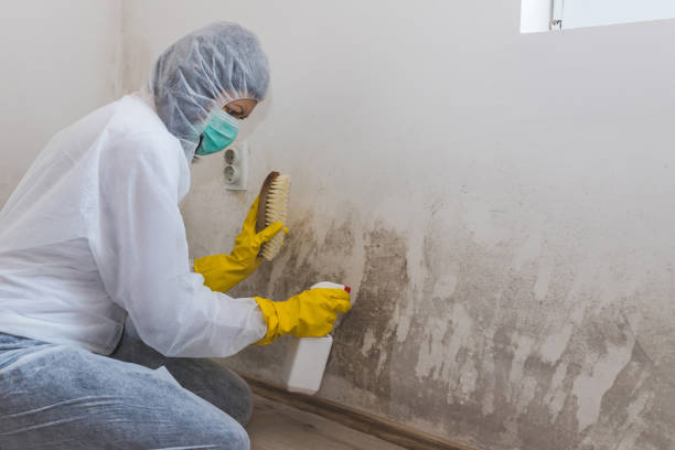 Best Mold Testing  in Colorado City, TX