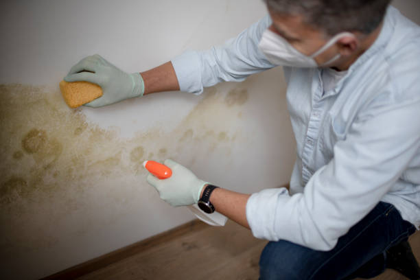 Colorado City, TX Mold Removal Company