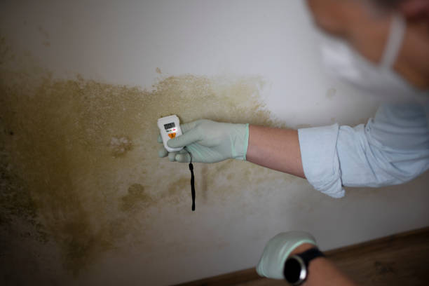 Mold Removal and Inspection in Colorado City, TX