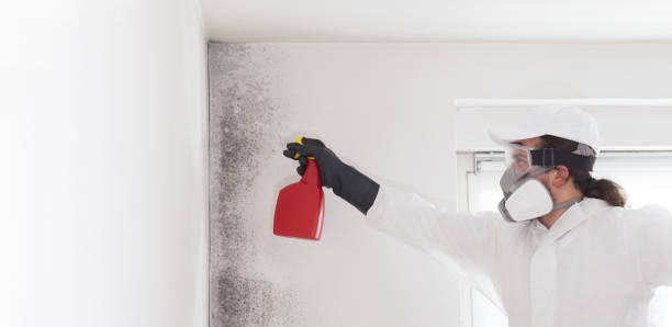 Best Attic Mold Removal  in Colorado City, TX