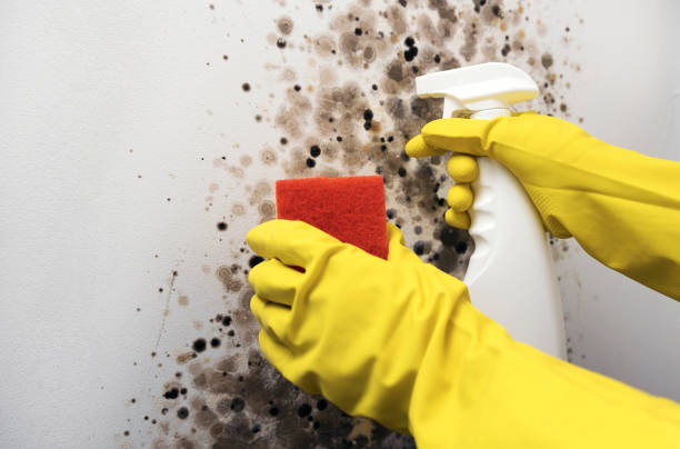 Best Mold Damage Repair  in Colorado City, TX