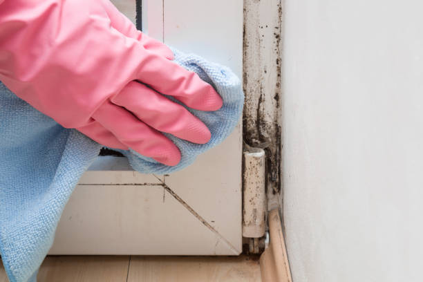 Best Mold Removal Near Me  in Colorado City, TX