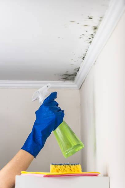 Best Crawl Space Mold Removal  in Colorado City, TX